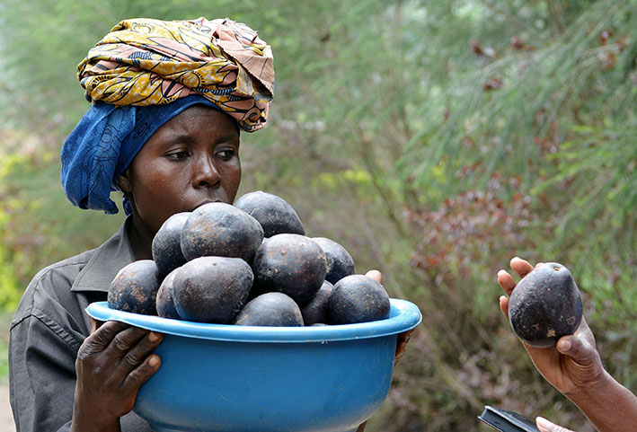 dminkoh's tweet photo. Découvrez notre sous-rubrique #agriculture dans notre rubrique #Economie &amp; #Finances avec Afrikimages Agency, la 1ère banque d'images d'Afrique centrale: https://t.co/4kxxxOaT3p 
#economie; #plantations #FAO #plantes https://t.co/GcjeFrCg1R