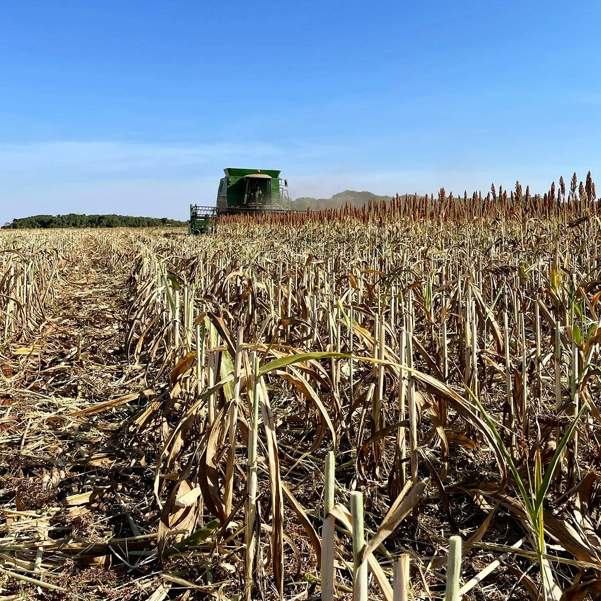 SimpleAgro's tweet photo. Colheita de sorgo 🌾🚜

Fazenda Medalha
📸 Emevaldo Junior

#colheita #simpleagro #simples #agro https://t.co/YFyURlzifc