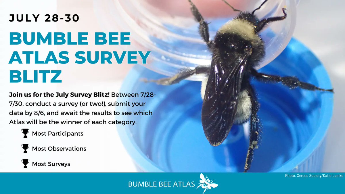 bumblebeeatlas's tweet photo. The best weekend in July to survey is coming up! Pencil in an Atlas survey between 7/28-7/30 and help us collect data across 15 participating states! https://t.co/MesVMjA3go