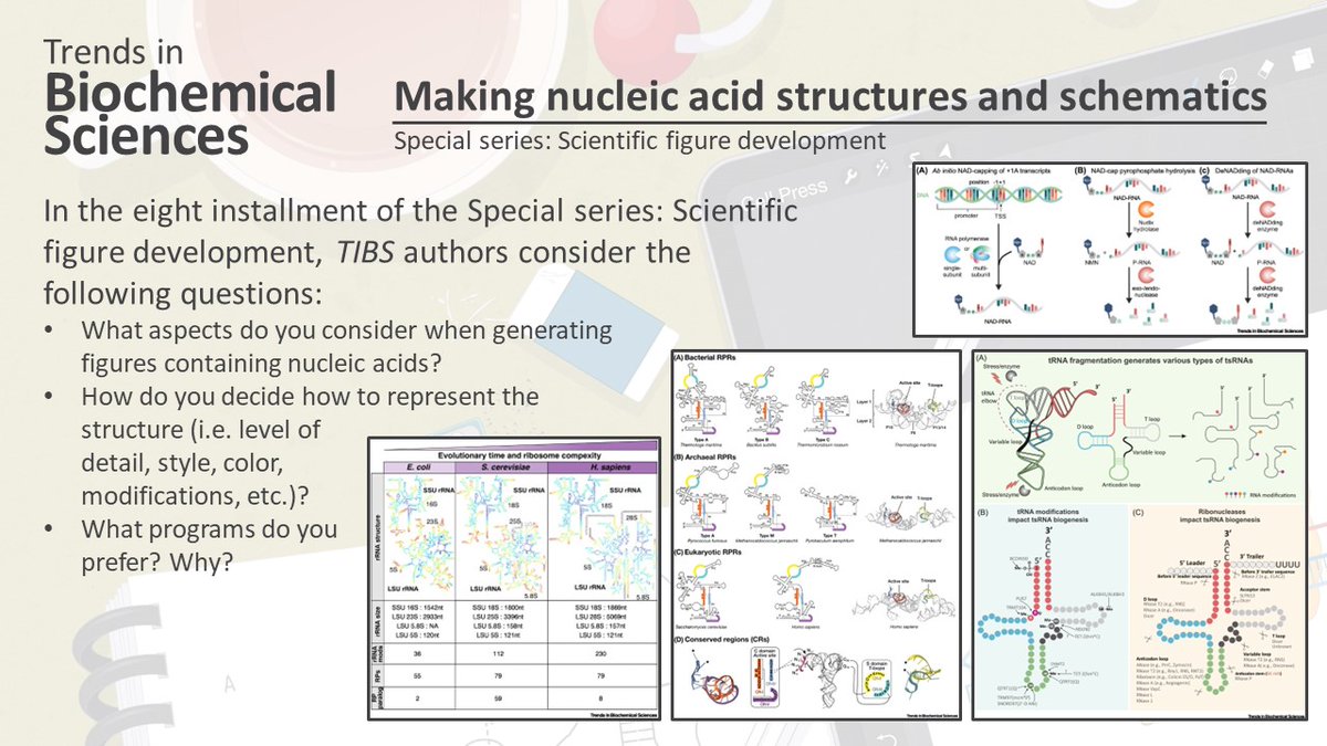 TrendsBiochem's tweet photo. Our Special series: #ScientificFigureDevelopment continues!
 
Nucleic acids, in particular RNA, are the focus this month, and Lien Lai and Venkat Gopalan, Martin Jansson, @qichen_lab and @XudongZhang90, and @MaikSchauerte and @HoeferLab contribute!
 
https://t.co/TafbbTiRnq https://t.co/yrNIXCN1WR