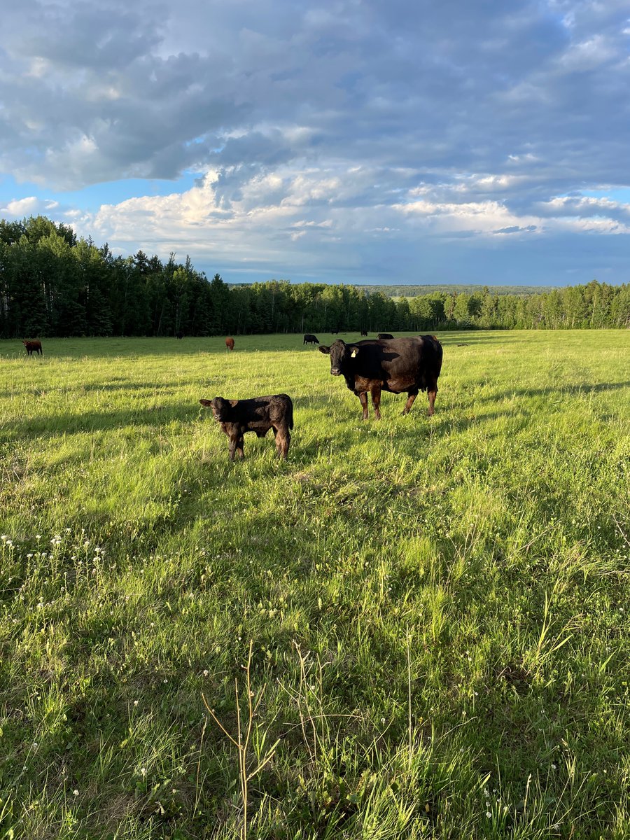 Our AGM is just over 10 days away, make sure your account is in good standing to  vote! The online portion will be hosted by DLMS, watch your inbox for further details. Look forward to seeing you in Swift Current! #Gelbvieh #Balancer
📷 Lost N Found Livestock, Breton AB