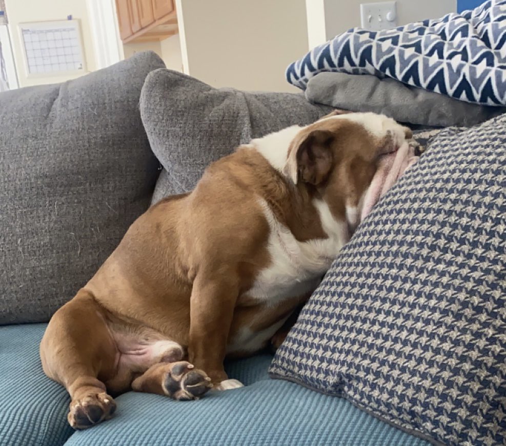 I’m changing #TongueoutTuesday for #tiredtuesday  #EnglishBulldog