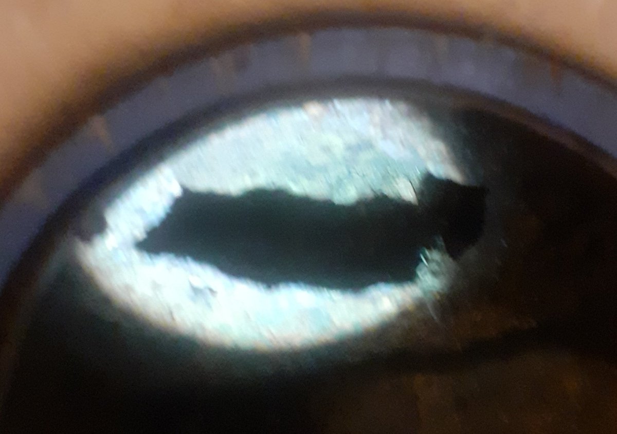 starforen's tweet photo. Den medvetet importerade kriminalitet är förödande! Importörerna jublar! Står det nu ett inbördeskrig i förstugan? https://t.co/W0neLmIzIJ
