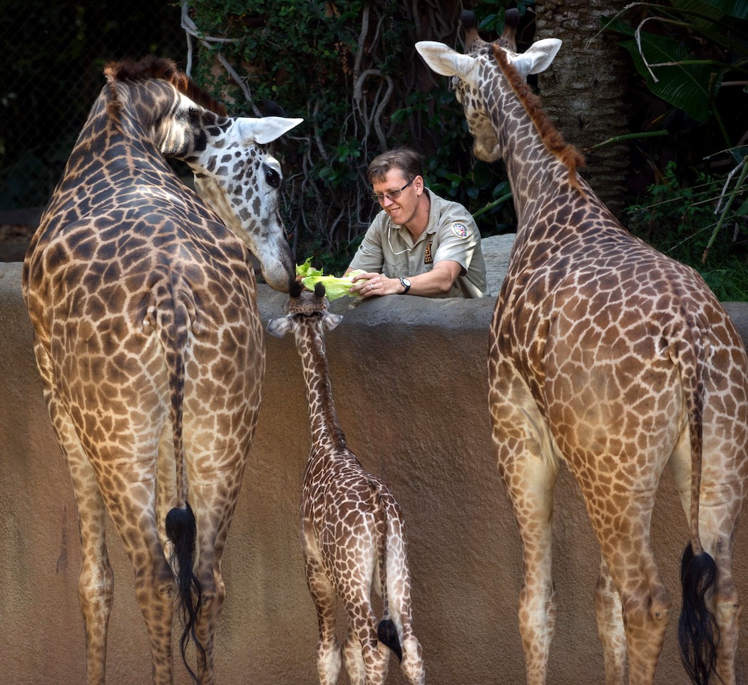 LAZoo's tweet photo. It’s #NationalZooKeeperWeek, and to celebrate, we want to share some inside looks at what #ZooKeepers do at the Zoo! Aside from wearing cool outfits and sharing their first-hand knowledge, keepers do dozens of things that affect the day-to-day lives of animals. Stay tuned! #NZKW https://t.co/EhK4mRmHN7