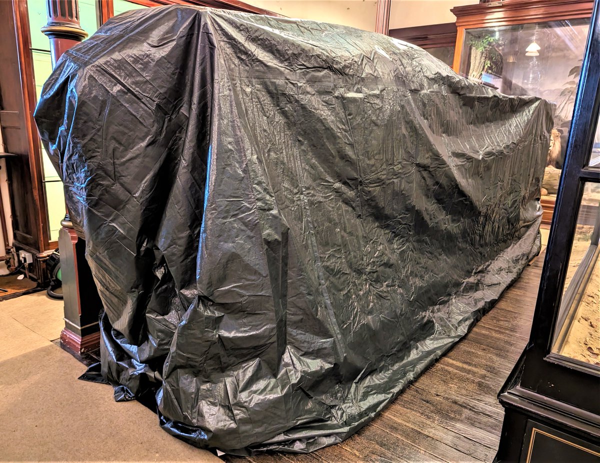 Ipswich Museum, Conservation. Protecting Rosie our rhino during the redevelopment. She came to the museum in 1906. Plastazote around ears and horn, wrapped in Tyvek, then layers of blankets, then a tarpaulin. Goodnight Rosie for 2 years.