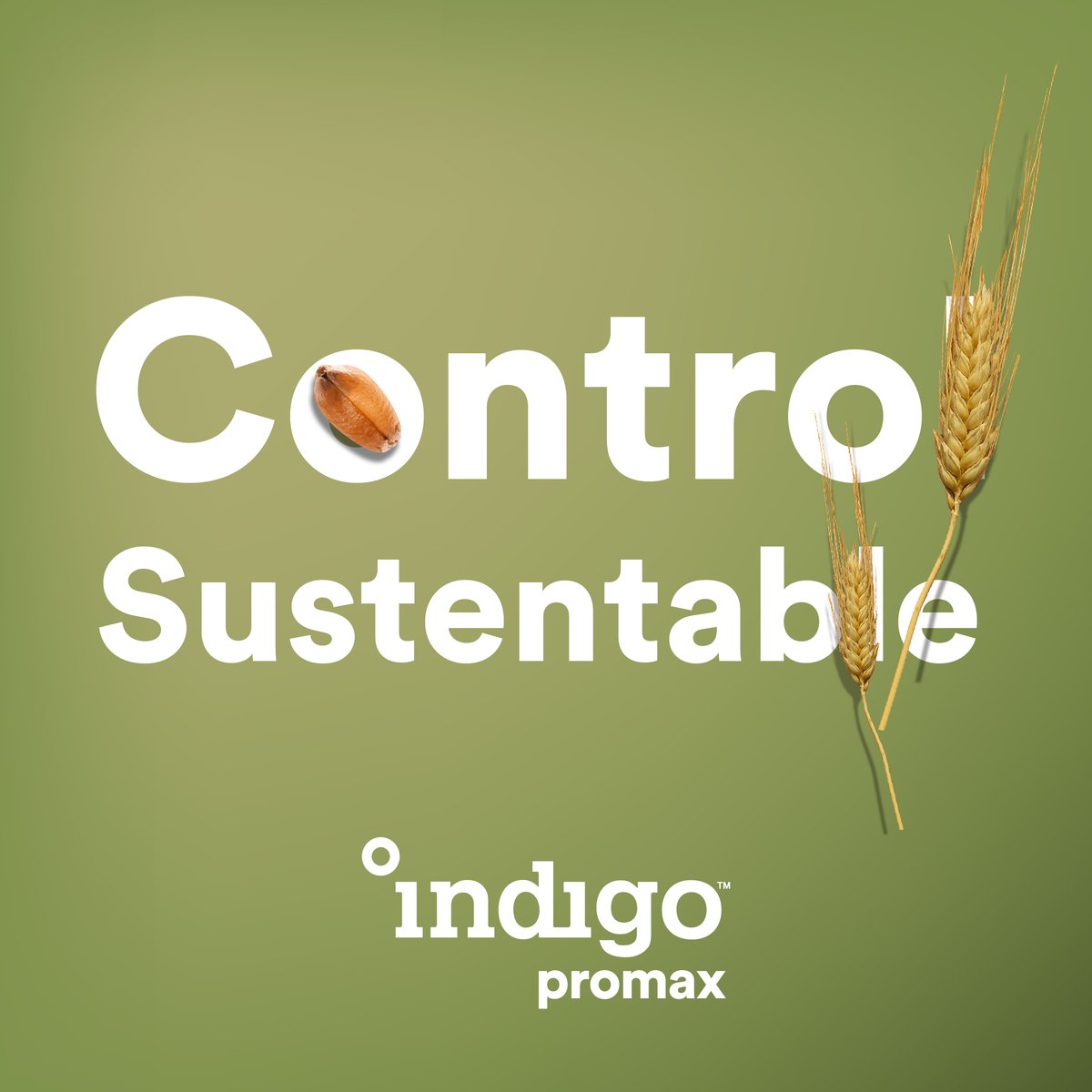 IndigoAg_Ar's tweet photo. ♻🌱 Al ser un producto biológico formulado a partir del hongo Trichoderma harzianum, Indigo promax es amigable con el ambiente, enriquece la #biodiversidad del suelo y ayuda a optimizar la absorción de nutrientes. #Biofungicida #CampañaTrigo2023 #Trigo #Agro #Bioinsumo https://t.co/zqTLKJReR7