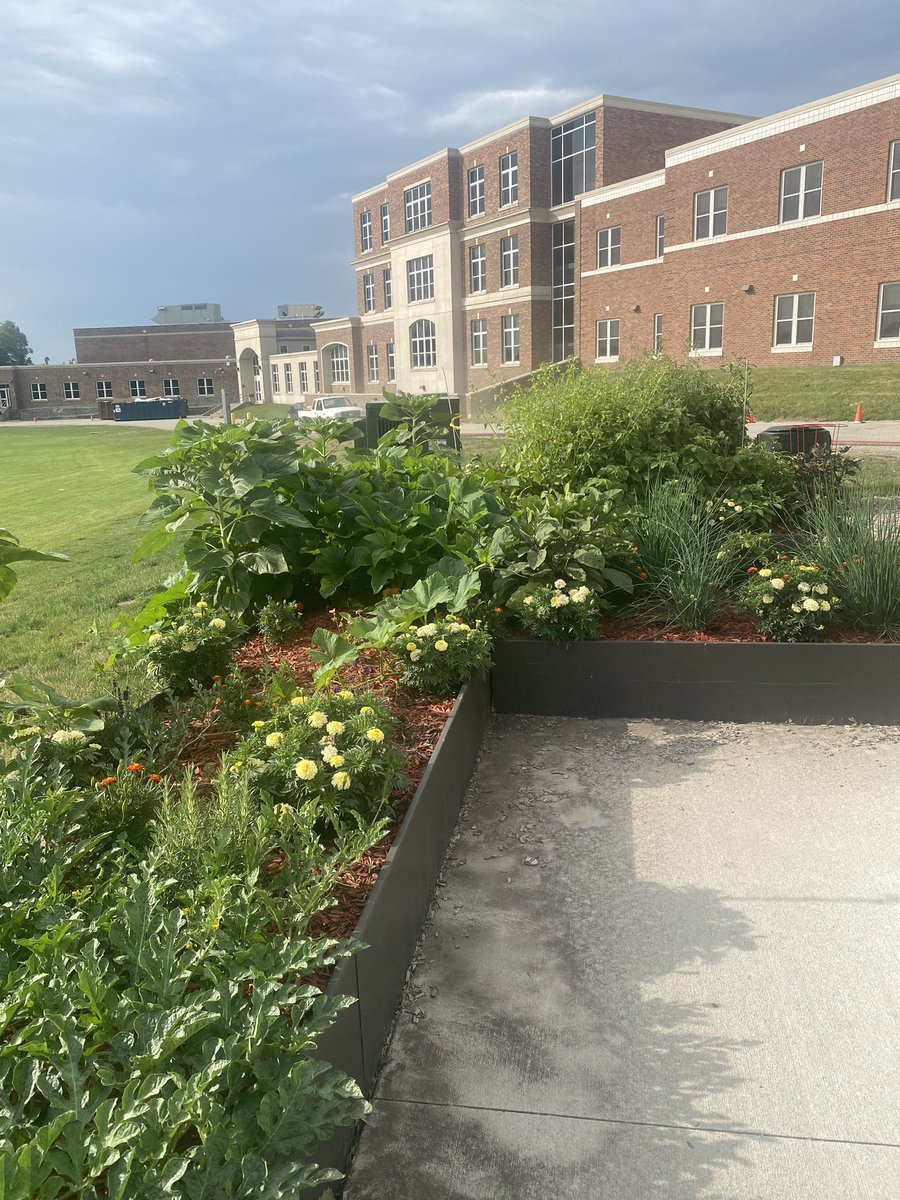M_Lestina's tweet photo. Beautiful day for some gardening! The squash and watermelons have officially escaped the raised beds! #ICCSD #TSTL #SchoolGarden @JBacon23 https://t.co/91gdSKQVMo
