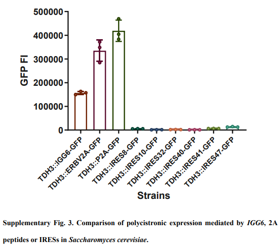 nature.com/articles/s4146… #polycistronic #IRES #P2A #IGG #HACKing
a 9 nucleotide sequence (IGG6) enables efficient polycistronic gene expression in yeast and filamentous fungi. This is more efficient than using IRES sequences, and does not add extra amino acids like 2A peptides