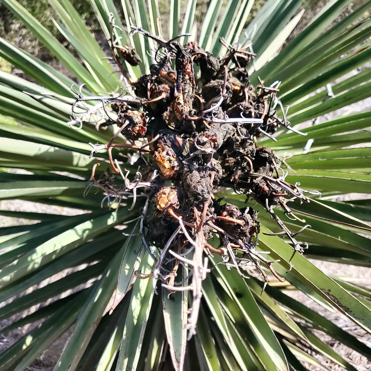 Gcell_garza's tweet photo. This #LatinoConservationWeek I'm collecting seeds for thornforest restoration. Grateful that I'm able to contribute to conservation of this lovely ecosystem! @LCW_National @HispanicAccess @AmericanForests https://t.co/ADKIaj7NYs
