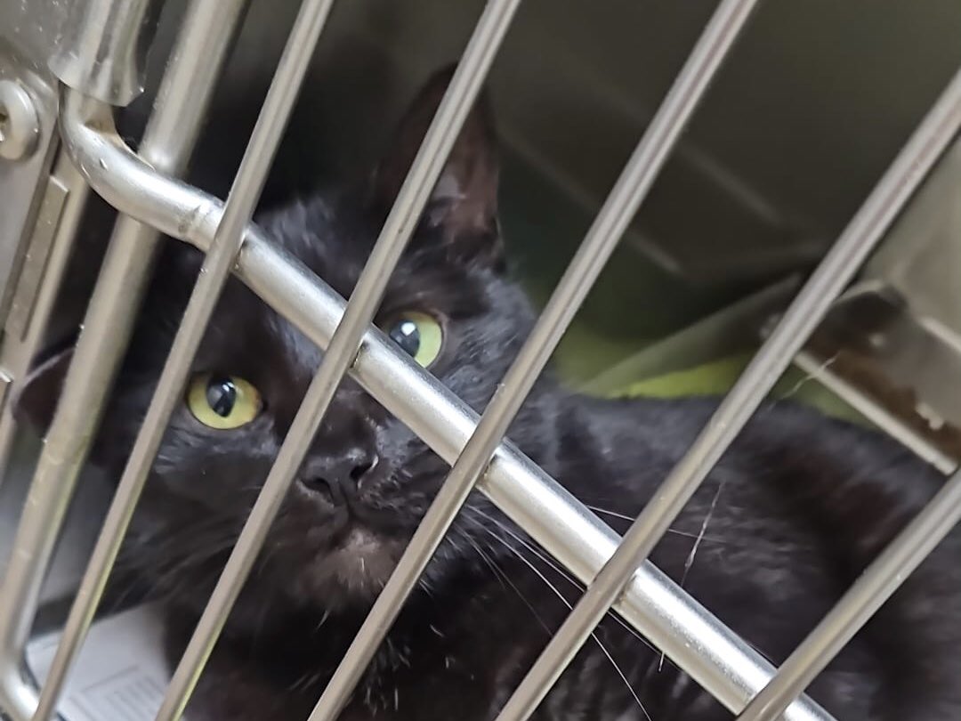 MicheleHelmink's tweet photo. Stoney update 7/18, day number 11 in the shelter since her owner who became homeless had to abandon her. Please someone, go adopt this girl!! For inquiries please call Rowlett Animal Shelter, Rowlett Texas: 972-412-6219 https://t.co/mXJObQlWKu
