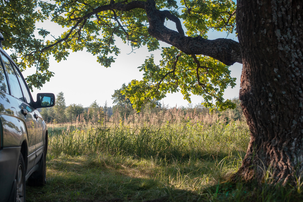 Tree Canada on Twitter "TreeFacts How do trees actually keep us cool