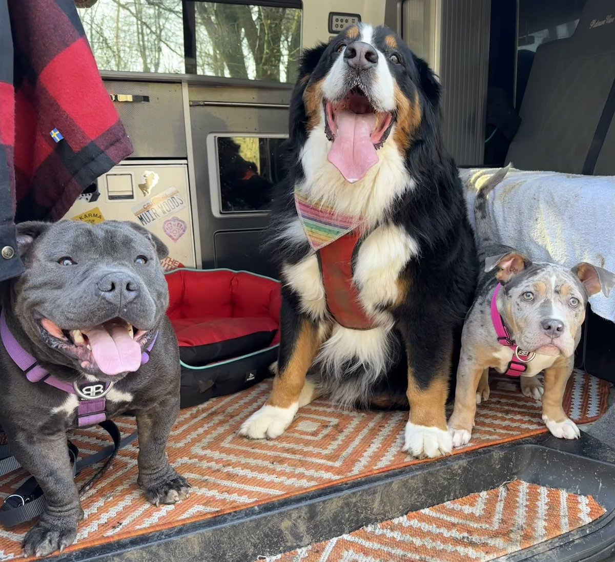 #lostdogslive <a href="/channel5_tv/">Channel 5</a> Watching Lost Dogs Live, Ruby, Reggie &amp; Gracie are our  babies and I would be devastated if anything happened to them. Such a great show! Let’s find the missing pups!