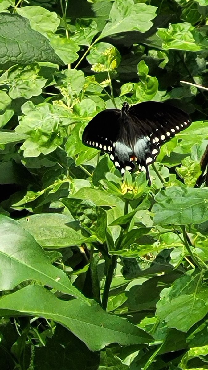 MrB_KBC's tweet photo. It's #caterpillar season in our #schoolgarden! Monarchs, red admirals, swallowtails, and cabbage whites are all laying this week!  #plantmilkweed #savethemonarchs #garden4wildlife https://t.co/BNF5KouEJF