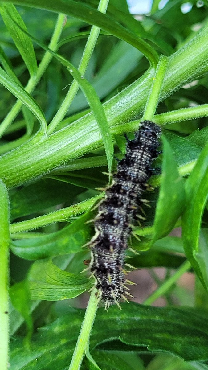MrB_KBC's tweet photo. It's #caterpillar season in our #schoolgarden! Monarchs, red admirals, swallowtails, and cabbage whites are all laying this week!  #plantmilkweed #savethemonarchs #garden4wildlife https://t.co/BNF5KouEJF