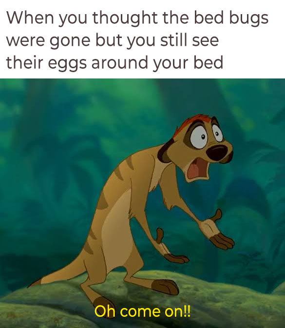 OZANE TERMITE & PEST (@boxelderbug) on Twitter photo 