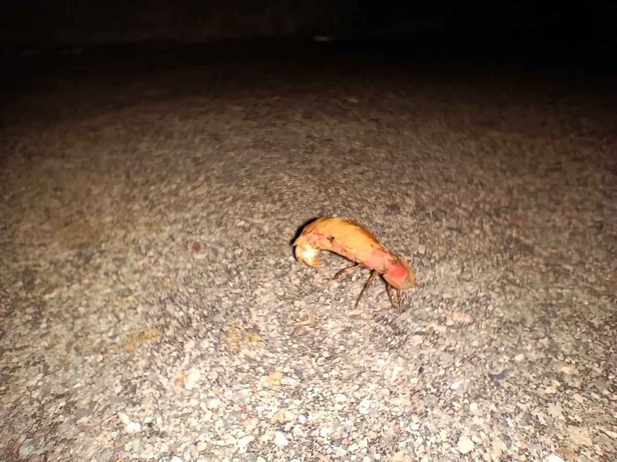 Roger OS tweet media