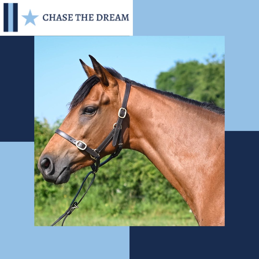Meet MASKED👉 would you like to get involved in a half-sister to Max Dynamite for an affordable £65pcm?

👉30 shares available 
👉Trainer @symondsracing 

📧 george@ctdracing.co.uk
📞 07410 385774

#horseownership #horseracing #racingsyndicate #chasethedreamracing