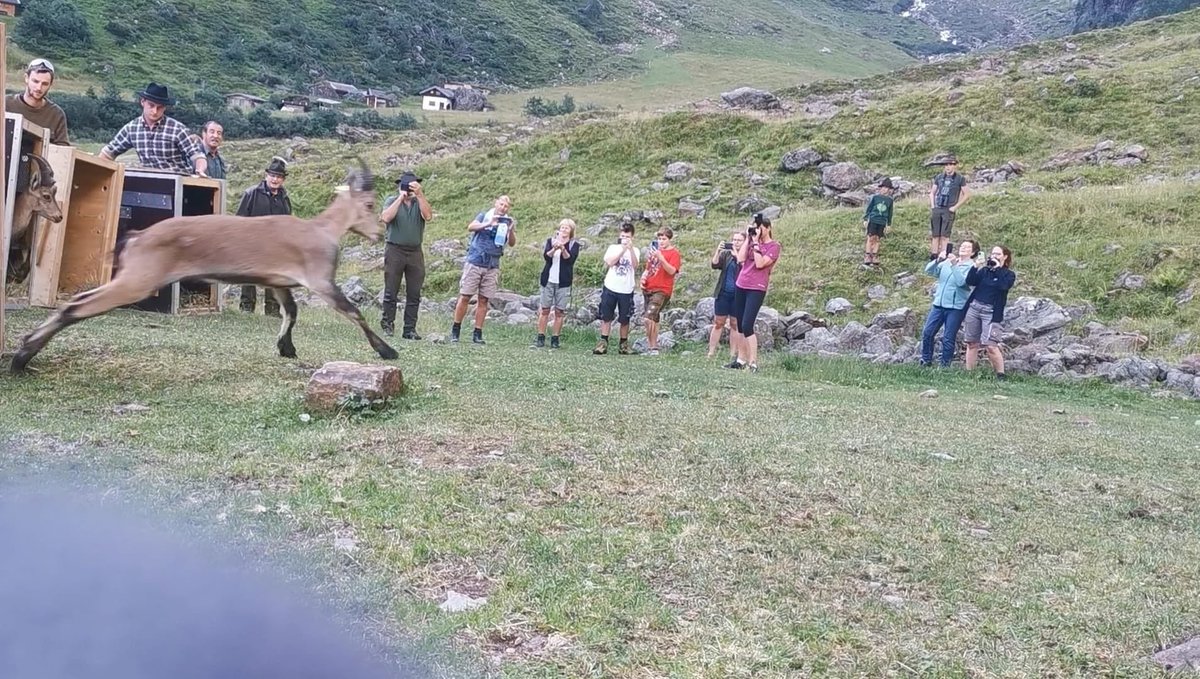 AndreStadler4's tweet photo. Another successful rewilding of some of our ibexes today at Zillertal, Tyrolia

#zoo #conservation #vdz #alpenzooibk #alpenzoo #rewilding #eaza #waza #ibex #zillertal #tirol #steinbock #alpen #tierparkhellabrunn #GoodNews #wildanimals https://t.co/HYNuYGv95t