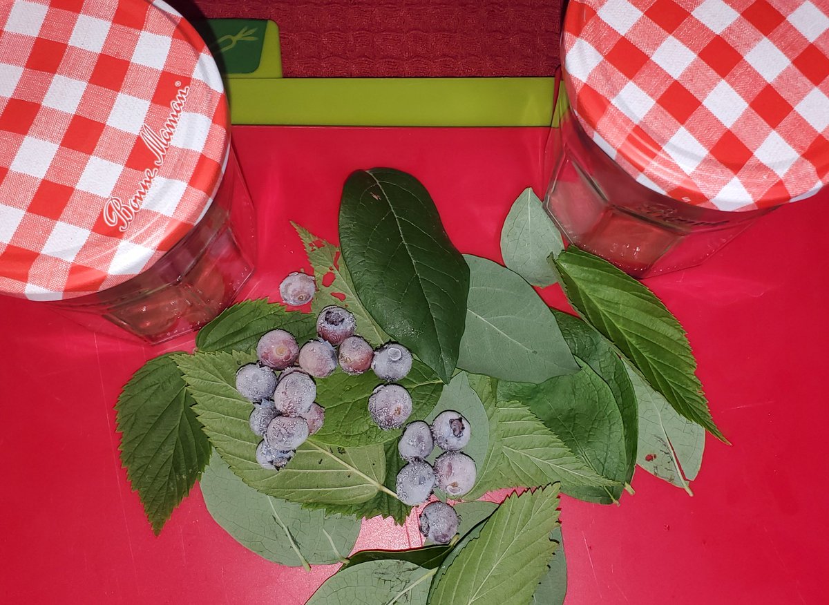 AnaKWrenn1's tweet photo. @sagaciousapphic @thalitacarvalho @IreneRegal Critters ate "my" raspberries, so I'm mixing raspberry & blueberry leaves w/ blueberries (all foraged fresh).
Thanks for the inspiration❣️
I have a couple jars sunbrewing right now.
I sure would've liked to experiment w/ raspberry leaves & fruit and lemon.😋
#reportea 🌞 https://t.co/Q9iXrzUfff