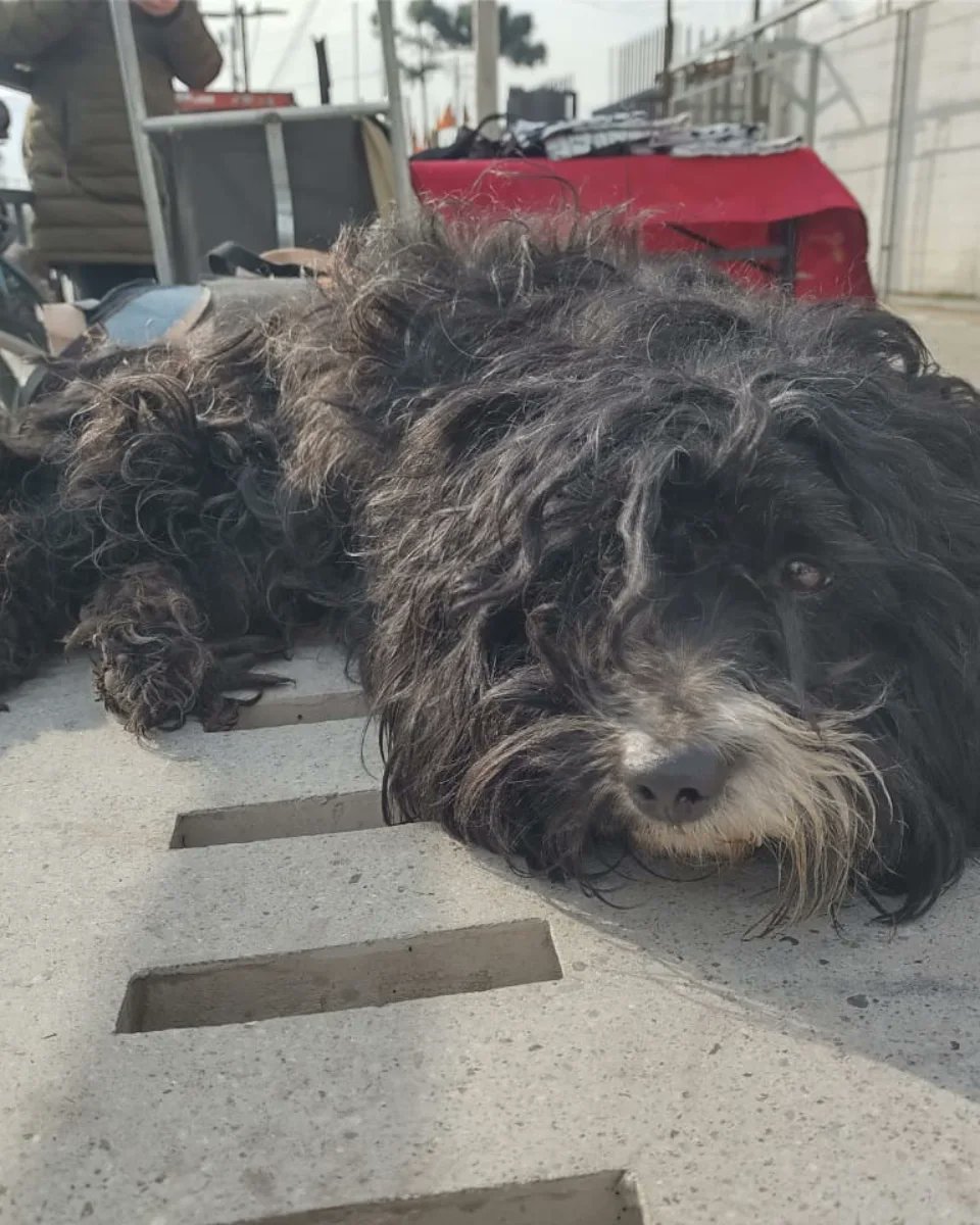 mariadanielayf's tweet photo. Pedimos aportes para negrita atropellada quilicura!
Dificil pero no imposible🙏‼️🆘️
Como agrupación no podemos tomar el caso pero si queremos difundirlo para que ella reciba ayuda y pueda ser operada.#GranHermanoChile #quilicura #Ayuda https://t.co/iS3x49pt5V
