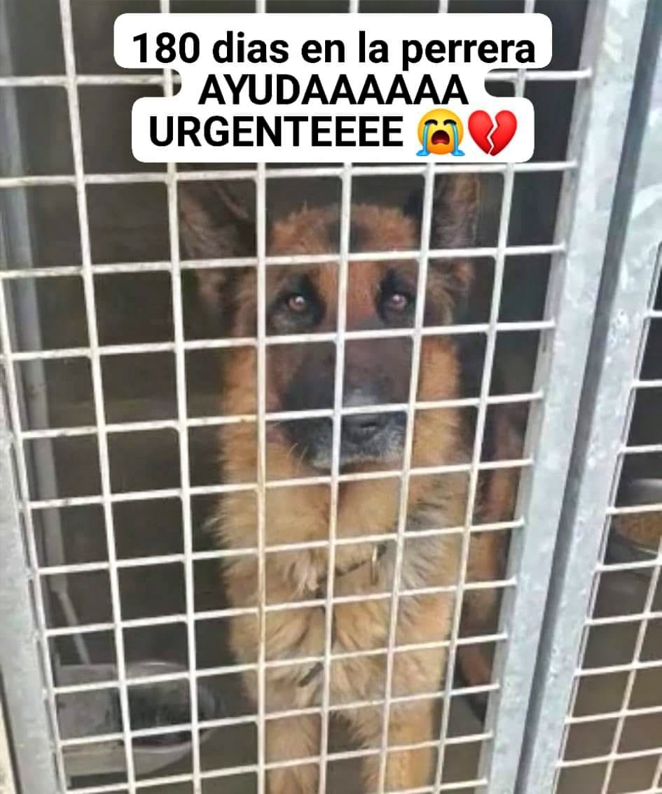 ✔️ACTUALIZACIÓN del CASO (Martes 18/ 07);

Y...... paramos difusión!!!
Noticia chula, notición!!!  😁 
El abu ya está fuera de la perrera; 
#ADOPTADOOOOOOOO  🥳👏👏