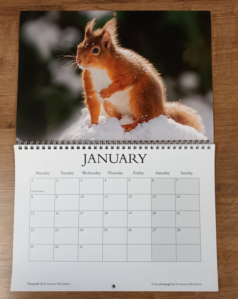 BandDRSG's tweet photo. 2024 Lakeland Red Squirrels Calendar(s) available from Brampton &amp; District Red Squirrel Group. If interested, please get in touch. Nine whole pounds gets you one, with free delivery by hand to anywhere within our group area - when they're gone they're gone! 🐿️🐿️🐿️🐿️ https://t.co/ftptjal3Rh