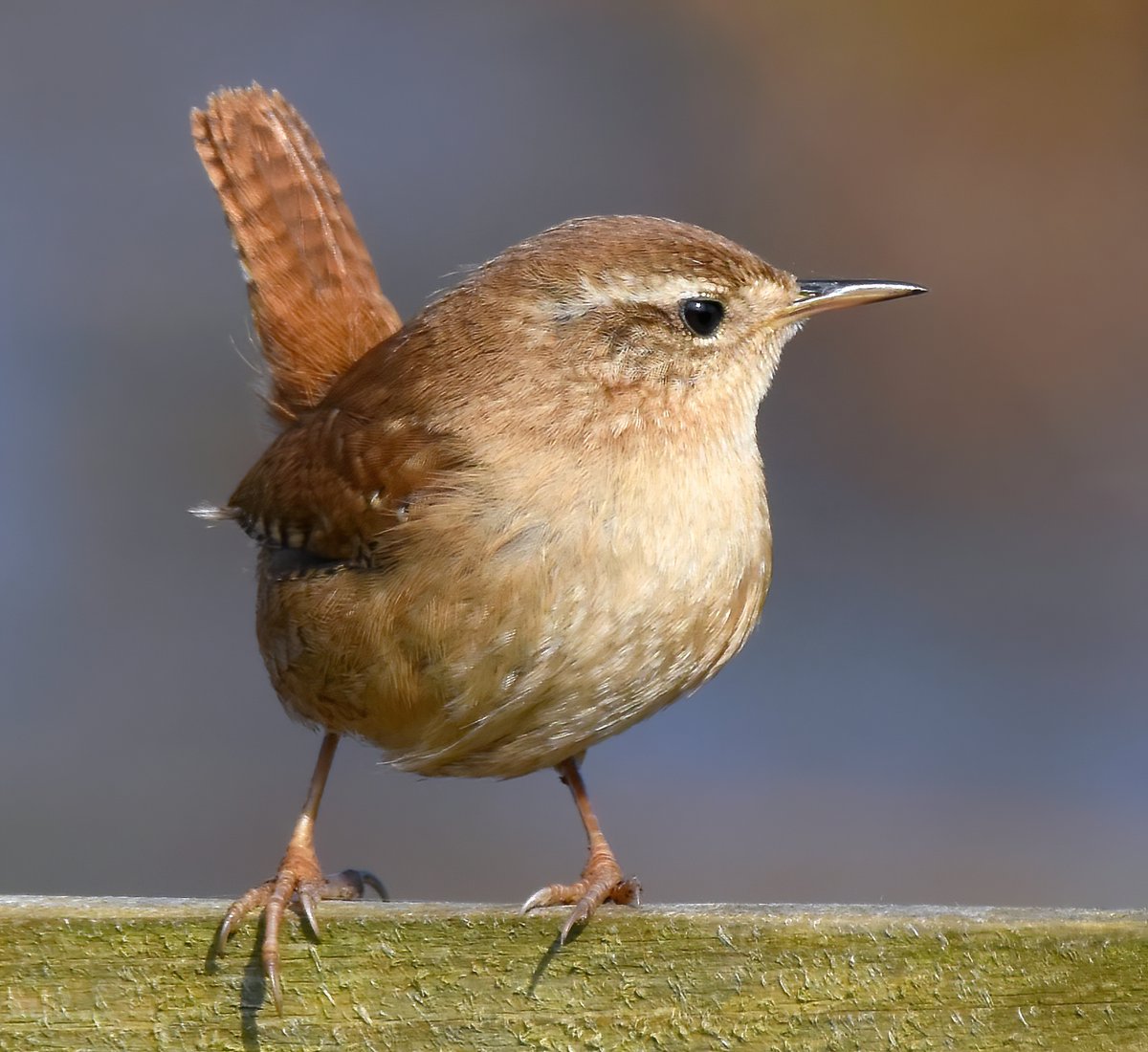 Carl Bovis tweet media