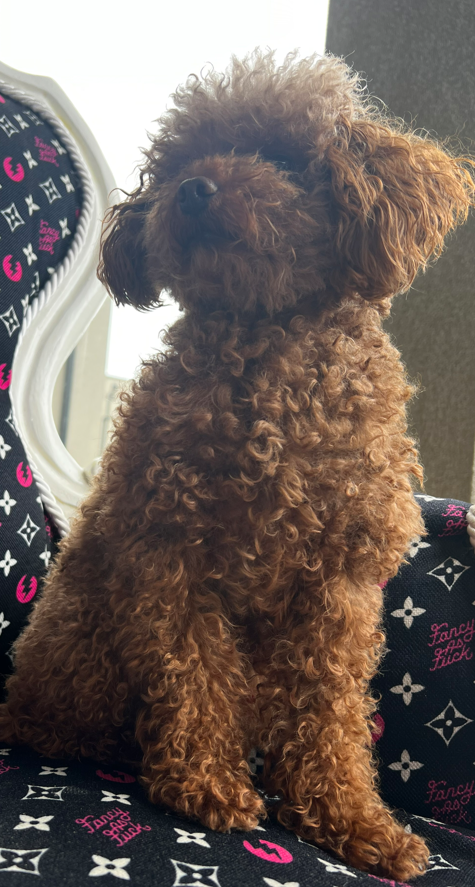 HaltonPolice's tweet photo. A dog is missing after a carjacking took place in Oakville last night.

"Louie" was in the victim's vehicle when it was stolen at gunpoint.

Details can be found here: https://t.co/jVSAE1E2k0 https://t.co/CUmU03o5de