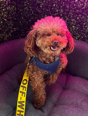 HaltonPolice's tweet photo. A dog is missing after a carjacking took place in Oakville last night.

"Louie" was in the victim's vehicle when it was stolen at gunpoint.

Details can be found here: https://t.co/jVSAE1E2k0 https://t.co/CUmU03o5de
