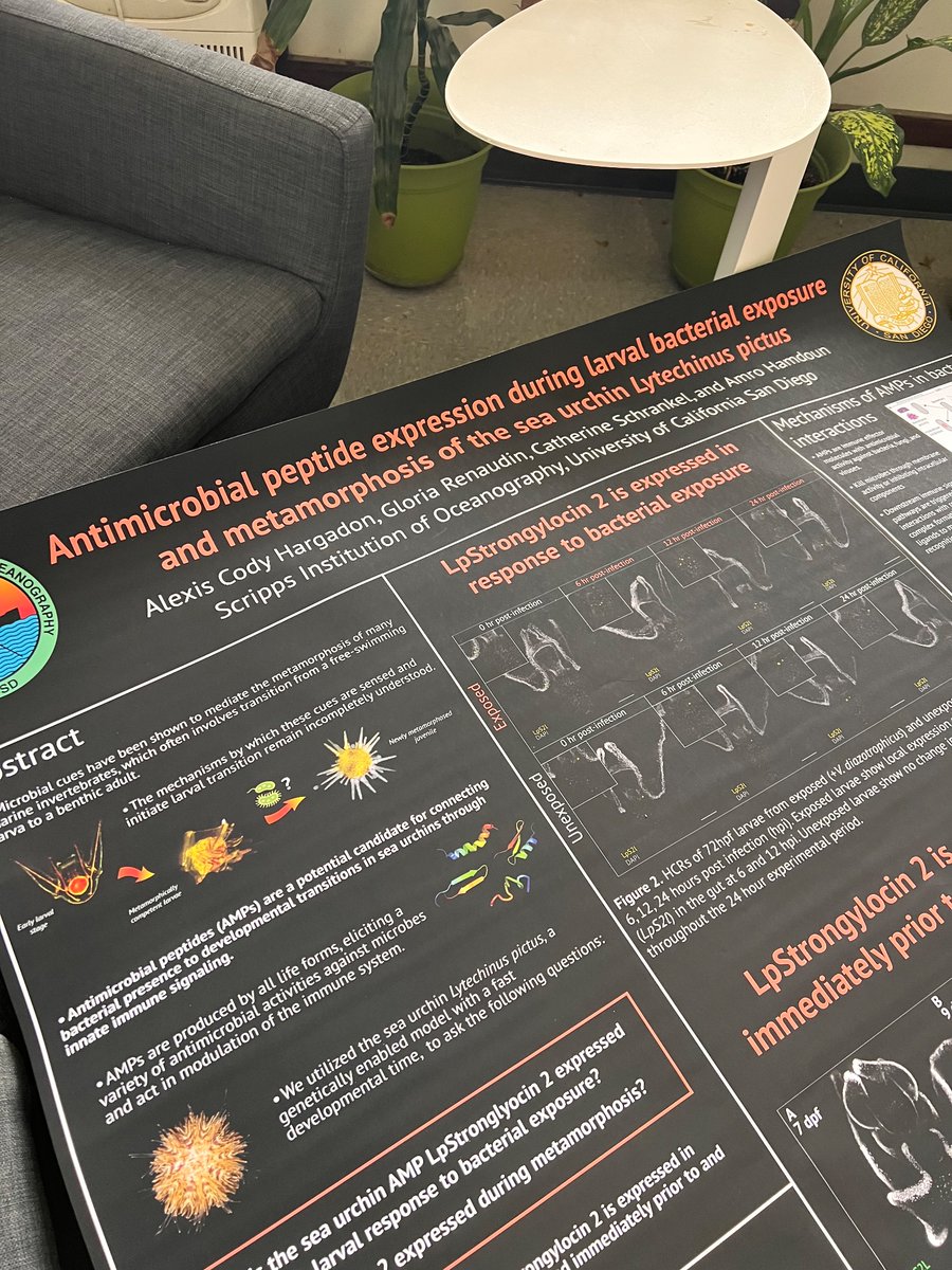 Amro Hamdoun (@hamdounlab) on Twitter photo Final poster check… Let’s go #SDB2023 <a href="/SocDevBio/">Society for Developmental Biology</a>! A fun collaboration with Gerard Wong at UCLA and <a href="/DrSchrankel/">Schrankel Lab</a> on urchin anti microbial peptides coming to fruition thanks to our student Cody Hargadon. Check it out - A1 images of urchin larvae. Final poster check… Let’s go #SDB2023 <a href="/SocDevBio/">Society for Developmental Biology</a>! A fun collaboration with Gerard Wong at UCLA and <a href="/DrSchrankel/">Schrankel Lab</a> on urchin anti microbial peptides coming to fruition thanks to our student Cody Hargadon. Check it out - A1 images of urchin larvae.