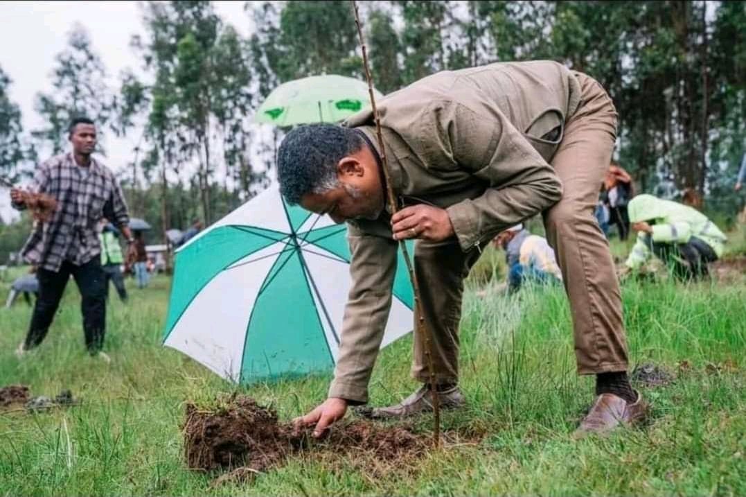 sendeku21's tweet photo. አዳም በሆዱ የወደቀባትን (ሞት በዓለም ያነገሰችውን)  በለስ ዳንኤል ክብረት ተከላት !!
------------
የዳንኤ ክብረት እፀ በለስ ! https://t.co/ADHSux6Z3R