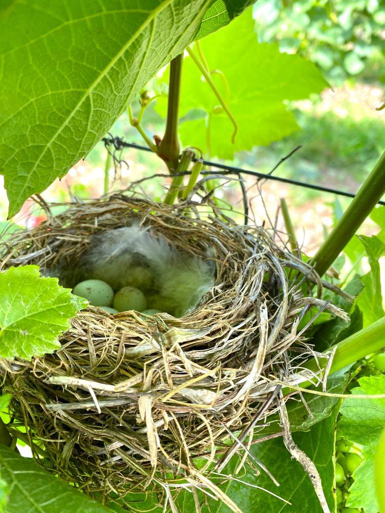 Hidden in the canopy, a pretty little nest 🪺