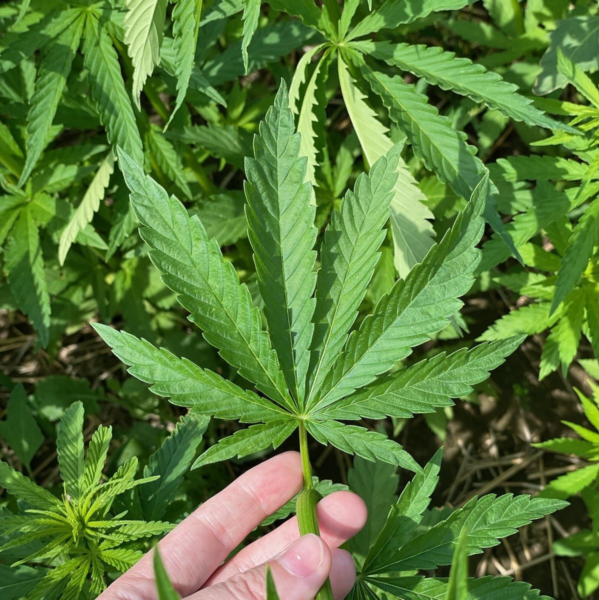 SmokyHempDecort's tweet photo. Have you driven by any #industrialhemp fields this season? They have a distinct leaf and plant structure that are hard to miss! 

#SmokyHempDecortication has growers located in three MDs in the #AbPeace!

#Hemp #CanadaHemp #AlbertaHemp #Agriculture #ABagriculture #CdnAg #ABgrows https://t.co/ieTeHQ7PVS