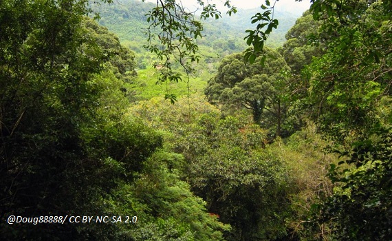 In #Borneo's #rainforests, #indigenous people point researchers to an evolutionary surprise: a palm (Pinanga subterranea) that both flowers &amp; fruits underground~wild pigs eat the fruits, but what pollinates the flowers?? bit.ly/44EFZUB <a href="/physorg_com/">Phys.org</a> <a href="/BenKuhnhaeuser/">Dr Benedikt Kuhnhäuser</a> et al.