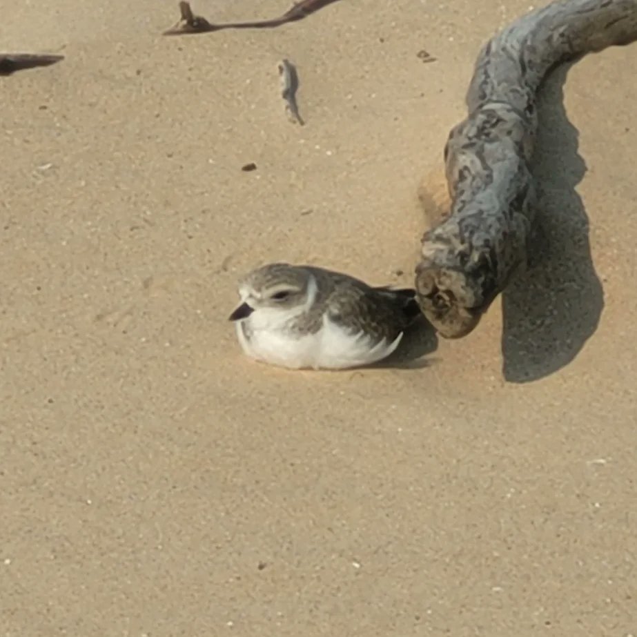 DigiNaturalist tweet picture