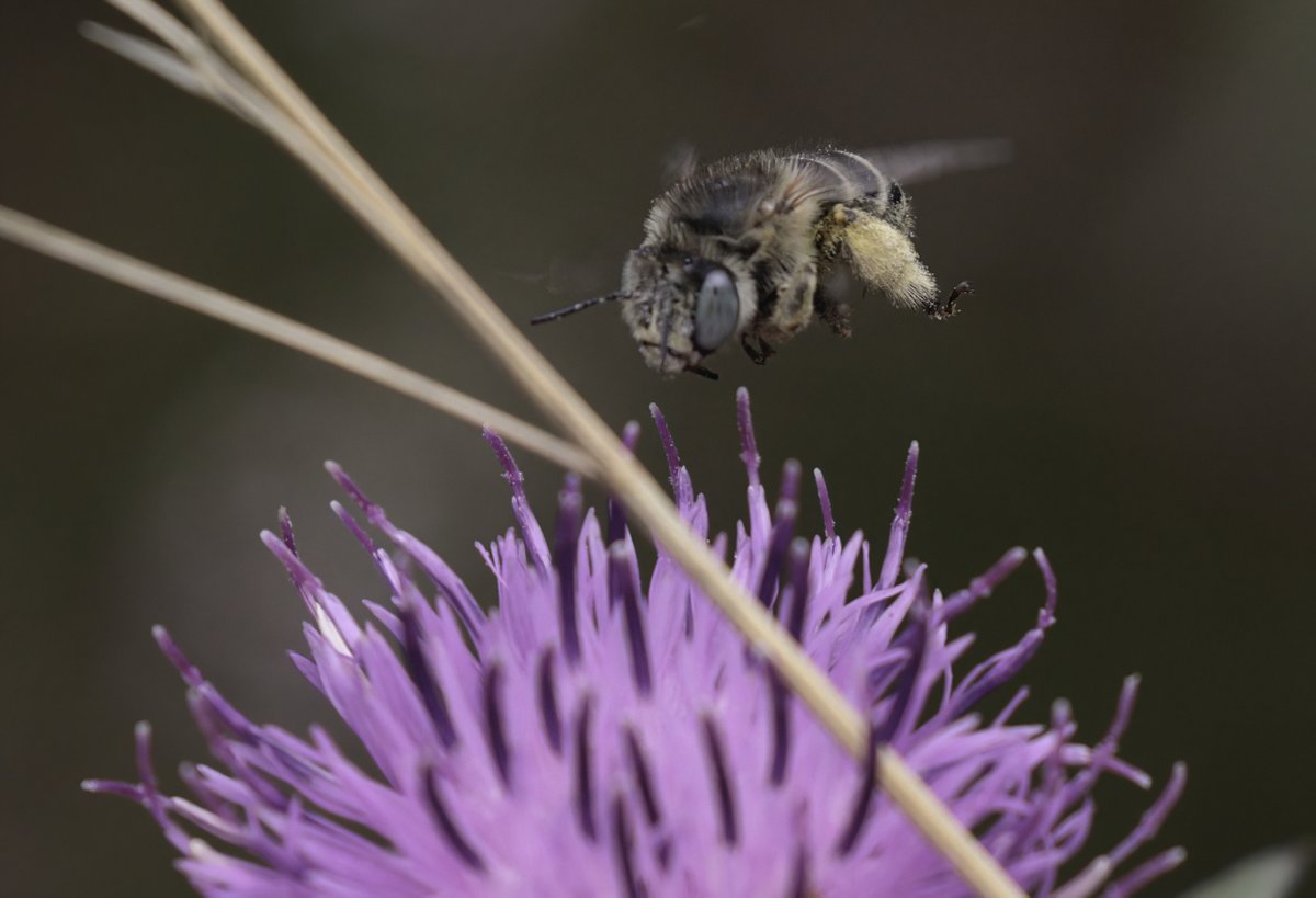 Green-eyed Flower Bees, Bristol.