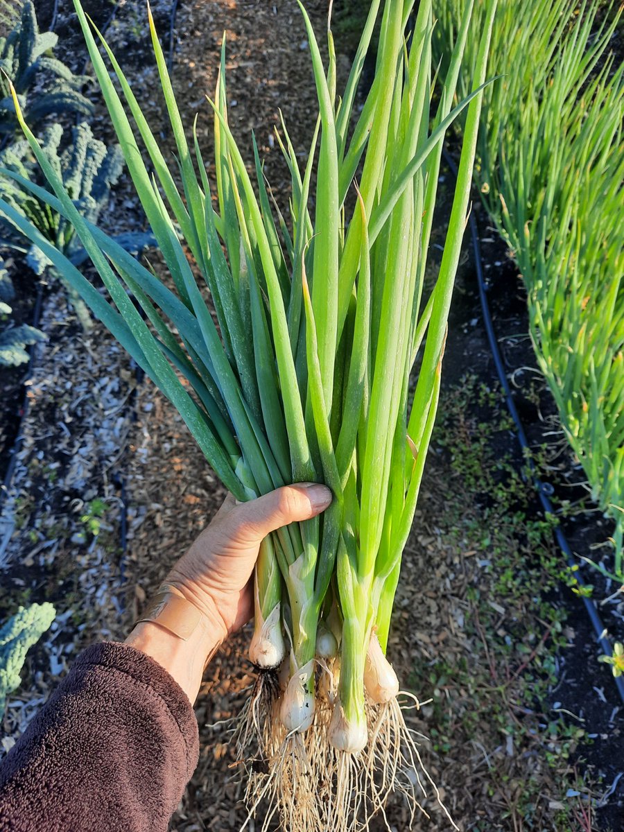 CasparEstate's tweet photo. Prepare to be amazed by our thriving garden this month! 🌿

At @CasparEstate, we prioritize sustainable, organic farming to protect our planet. We supply @Cultivar_SF with our abundant produce and exceptional wine, guaranteeing you the freshest, locally-sourced ingredients! 🌱 https://t.co/GR3wnyH8Tk