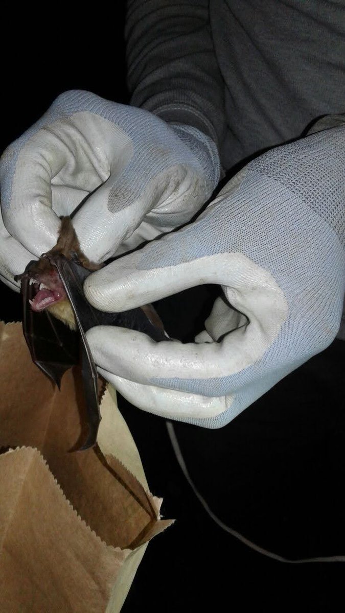 Zoonoses & EID tweet media