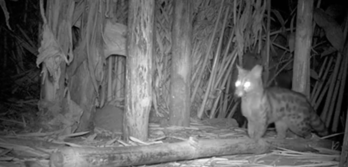 Zoonoses & EID tweet media