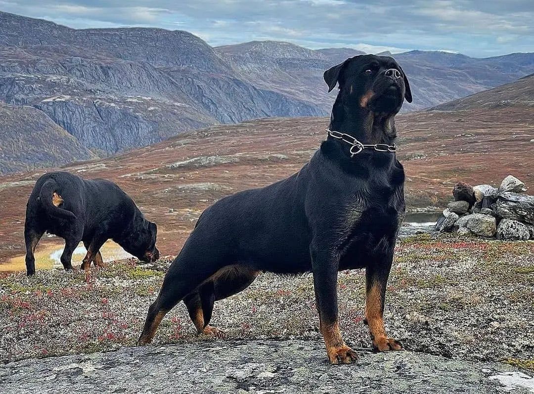 If you love this photo say Yes and retweet also 🥰😘