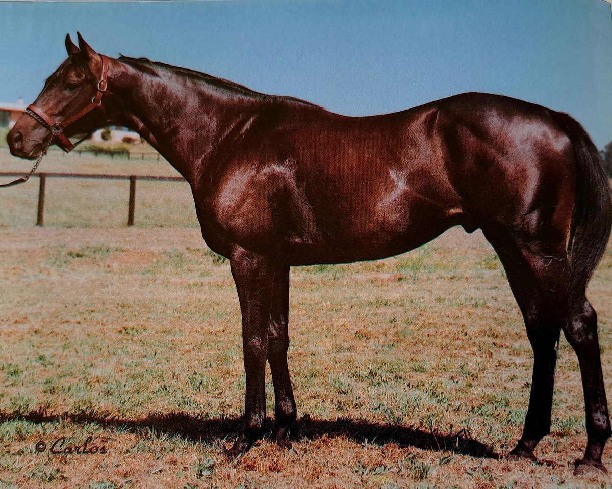 SLEWVESCENT🇺🇸1988
(SEATTLE SLEW - OUR MIMS BY HERBAGER)
#Slewvescent
B/O Calumet Farm (Ky) May 20, 1988
T/ John O. Hertler.
KEEJUL $475,000
7-1-0-0---$15,600
Mdn at Belmont.
Stood Vine Hill Ranch🇺🇸, and Saudi Arabia🇸🇦, Sired Tout Charmant, Lazy Slusan, Ringaskiddy, Kraal,