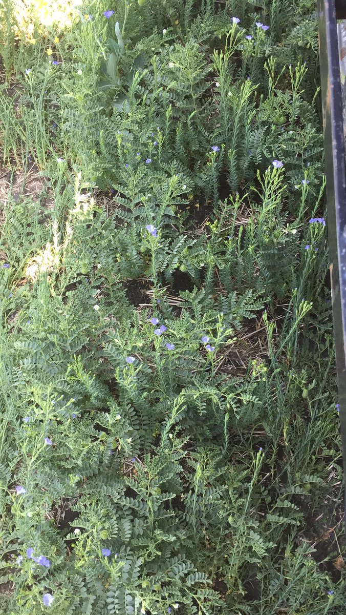 IHARF chickpeas and Flax