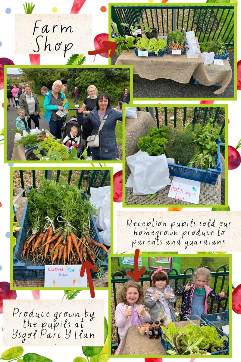 Our pupils harvested their homegrown vegetables in preparation for <a href="/YsgolParcYLlan/">Ysgol Parc Y Llan</a> first Farm Shop. 
Parents and guardians were so impressed with how much our school had grown &amp; supported us, buying potatoes, carrots, herbs &amp; more! 
#community <a href="/_OLW_/">DysguAwyrAgoredCymru/OutdoorLearningWales</a> #healthyconfidentindividuals