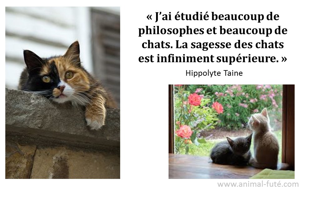 AnimalFute's tweet photo. https://t.co/HFJHUh6ZyB
#FaireGarderSonChatGratuitement https://t.co/RkvOyCw74T