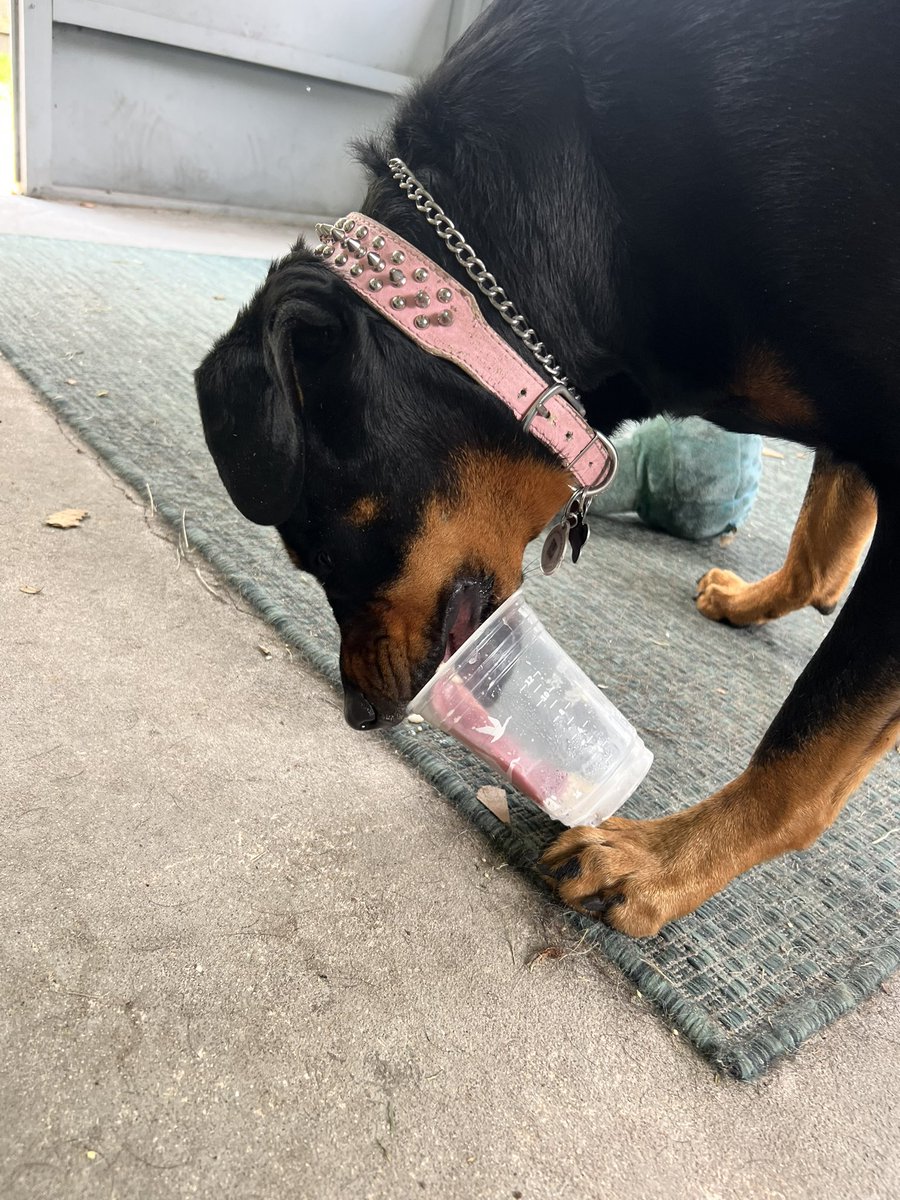 I always steal the last bit of my hoomans smoothie from <a href="/Wawa/">Wawa</a>. I need my daily treat. 🤣❤️🐾