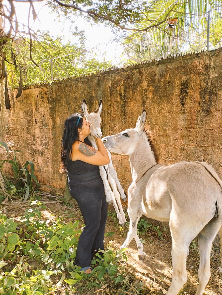 CariaErica's tweet photo. Nunca recebi nem 1 pedido de resgate aqui no tt, já no Instagram, meu Deus, n posso dizer não p Dona Malu, ela é um anjo na vida dos animais, lá se vai meu carro, vou usar o $ p resgate, tbm n posso resgatar mais do q isso, mas a doença dela é bem grave, que difícil gente 😥 https://t.co/8F8wHYbl57