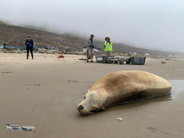 The NCCOS #HarmfulAlgalBloom Event Response program has awarded $12,550 to support research to investigate the potential links between ongoing #MarineMammal strandings occurring off of Southern California and a suspected offshore Pseudo-nitzschia bloom. coastalscience.noaa.gov/news/marine-ma…