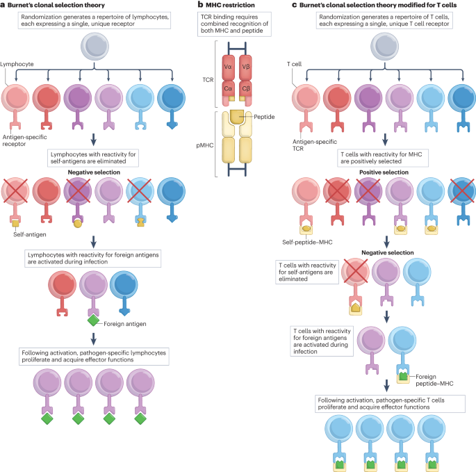 NatRevImmunol's tweet photo. A guide to thymic selection of T cells https://t.co/kF9EzkB2ZX https://t.co/ot2EQrXqk5