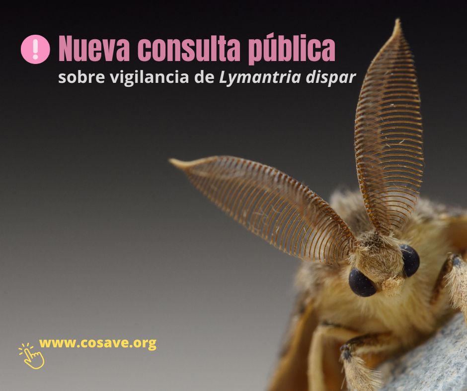 📣Nueva Consulta Pública
En cosave.org desde hoy y hasta el 15 de septiembre estará disponible en #ConsultaPública la revisión del Estándar ERPF 3.10.2 Vigilancia de Lymantria dispar Linnaeus (Lepidoptera, Lymantriidae) Versión 2.2 del #Cosave