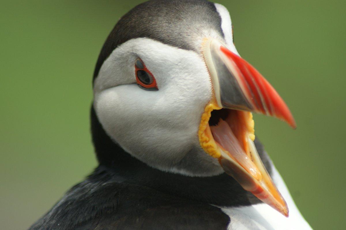 Scary birds! 
No, just kidding! 🤣😍🐧

#IveraghBirds #IveraghPuffins #MustLovePuffins #InLoveWithIveragh #SkelligIslands